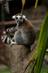 ring tailed lemur