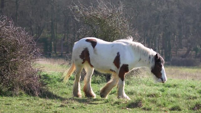 Horse grazing in a field, rural landscape, and peaceful atmosphere. High quality 4k footage