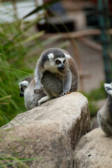 ring tailed lemur catta