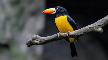 Naklejka premium Vibrant Yellow And Black Toucan Perched On A Branch