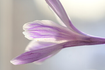 A macro close-up of soft, purple crocus petals, with a velvety texture