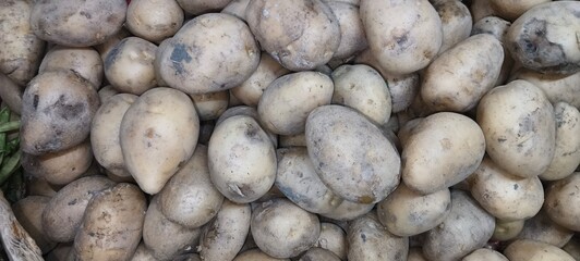 The potato (Solanum tuberosum) is a starchy root vegetable and a staple food in many parts of the world