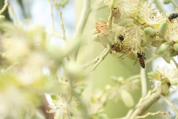 bees suck nectar from palm tree flowers, bokeh images are suitable for wallpaper. Close up photos