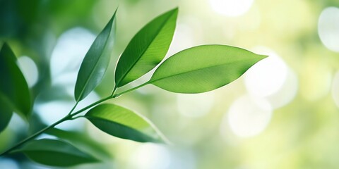 Vibrant green leaves on a branch, bathed in soft sunlight. Shallow depth of field, bokeh background. Lush, natural setting
