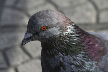 Fototapeta premium A close-up view of Columba Rupestris, highlighting its impressive head, detailed feathers, and striking beak. This stunning bird portrait captures the essence of wildlife beauty in vivid detail.