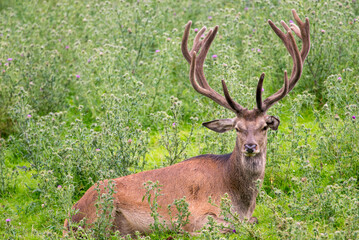 Red Deer in Velvet Resting on Grass