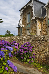 Hydrangea flower beds at the foot of an old villa in Perros Guirec, Brittany, France