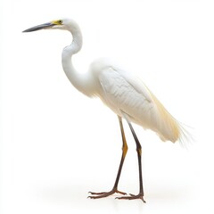 White Great Egret Bird on White Background Studio Shot