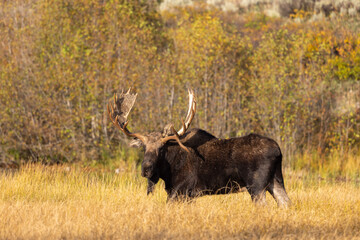 Bull Moose in the Rut in Autumn in Grand Teton National Park Wyoming