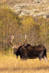 Bull Moose in the Rut in Autumn in Grand Teton National Park Wyoming