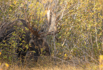 Bull Moose in the Rut in Autumn in Grand Teton National Park Wyoming
