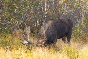 Bull Moose in the Rut in Autumn in Grand Teton National Park Wyoming