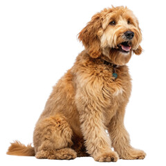 golden doodle dog isolated on transparent background