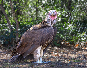 the Lappet-faced Vulture or Nubian Vulture in its zoo habitat. The Largest vulture in Africa and one of the rarest vultures in the world can live up to 50 years and mate for life.