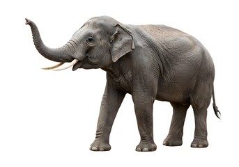 Majestic Asian Elephant on White Background