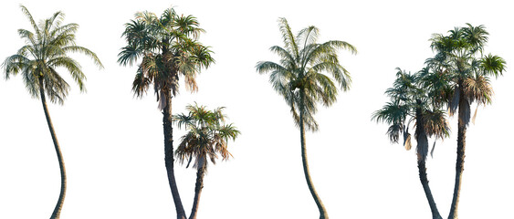 Fototapeta premium Set of 2 Cocos nucifera and 2 Coccothrinax miraguama frontal isolated png on a transparent background perfectly cutout