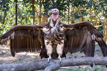Lappet-faced or Nubian African Vulture on display at the zoo. One of the largest vultures across...