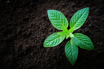 Vibrant Young Green Plant Emerging from Rich Dark Soil in Bright Natural Light : Generative AI