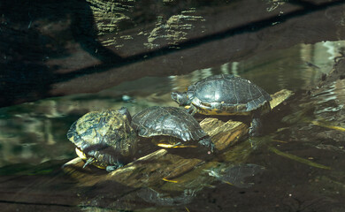 Common Pond Sliders basking in the sunlight at the zoo. A semiaquatic turtle native to the United...