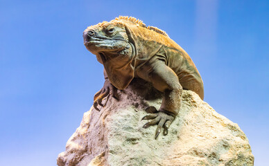 Rhinoceros Iguana at a zoo herpetarium sitting on a rock. This Iguana is an endangered species native to Hispaniola in the Caribbean.
