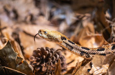 Timber Rattlesnakes at a zoo herpetarium found in the Eastern United States. Highly venomous and considered threatened and lives in woodlands next to streams and rocky outcrops.