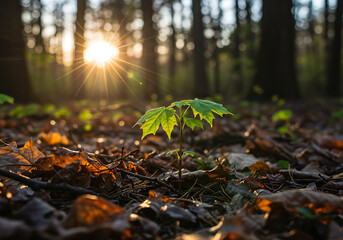 Fototapeta premium Sunrise Illuminates Tiny Forest Sprout