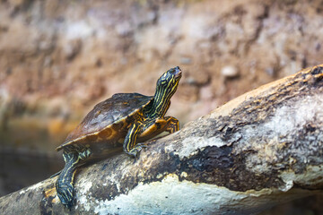 Common Pond Sliders basking in the sunlight at the zoo. A semiaquatic turtle native to the United States.