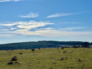 horses grazing in the mountains