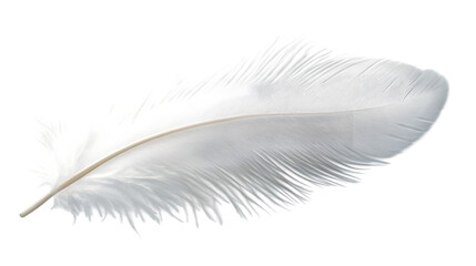 Obraz premium White Feather Isolated, Detailed Texture, Smooth Surface, Clean Background, Soft, Light