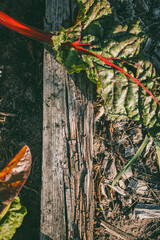 Close-up of Swiss chard with red veins on weathered wood, surrounded by soil and dried plant debris.
