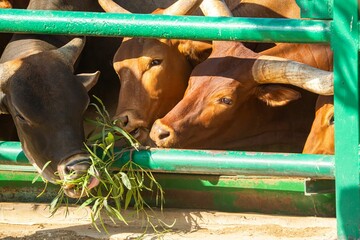 Sanga cattle eating leaves