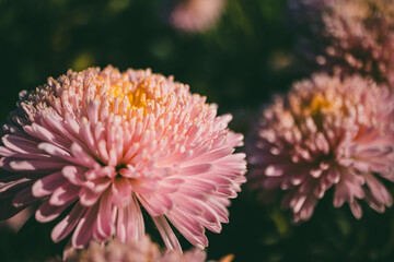 Close-up of a pink Garden chrysanthemum  flowers with a yellow center in sunlight. Soft petals and intricate details with a blurred green background.
