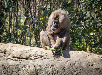 Male Drill eating vegetables on top of a rock in a zoo habitat. Drills are terrestrial monkeys from rainforests in Africa not related to baboons and are considered endangered.
