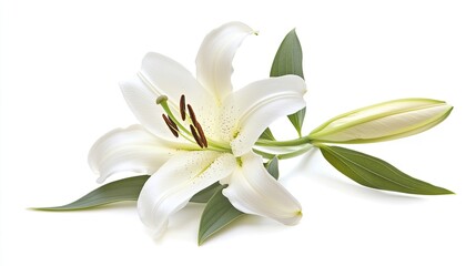 Fototapeta premium A delicate white lily is placed flat, its elegant petals open wide, with a green stem and leaves resting on a white background.