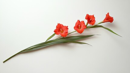 A fiery red gladiolus is positioned flat, its tall blooms arranged, with a long green stem and leaves on white.