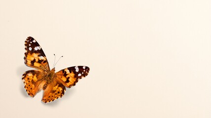 Orange beautiful wild Butterfly on bright Background