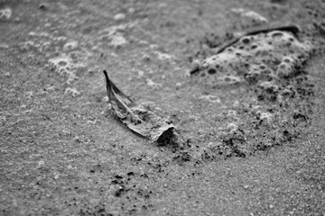 Ochlockonee Bay Florida sandy shoreline among the trees 