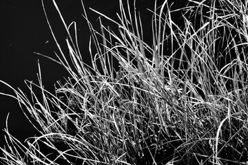 Marsh grasses in bright Florida winter sunlight