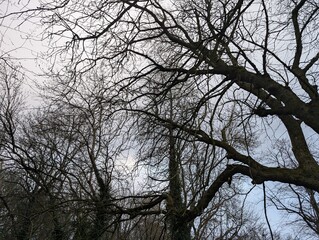 A tree canopy in a park on a gloomy day