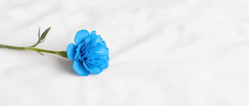 Blue Carnation Symbolic Love for Mother Day, single blue carnation rests on soft white fabric
