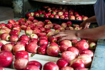 Worker's hands sorting apples on a conveyor belt at a processing and distribution facility in Rio...