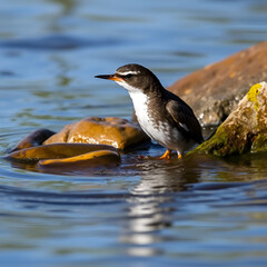 White throated dipper
