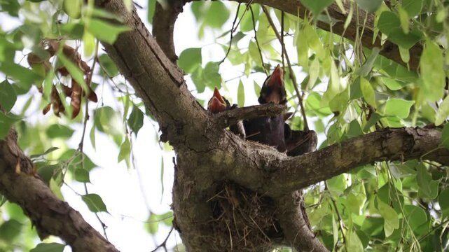 A black drongo, a long-tailed Asian bird, feeds its chicks in a nest. The black bird sits on the branch of a forest tree. mother bird