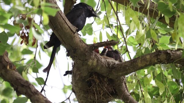 A black drongo, a long-tailed Asian bird, feeds its chicks in a nest. The black bird sits on the branch of a forest tree. mother bird