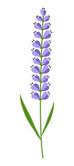 A branch with purple small flowers on which there are many flowers on a stem with two leaflets. Vector illustration.