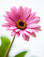 Obraz premium Delicate Pink Flower Isolated on a White Background