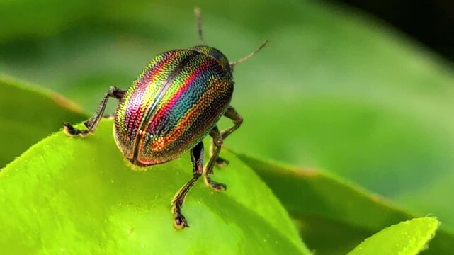 Jewel bug on leaf. Its other names metallic shield bugs and Asian blue jewel bug.