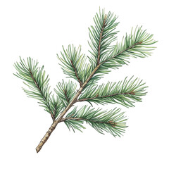 pine branch isolated on white