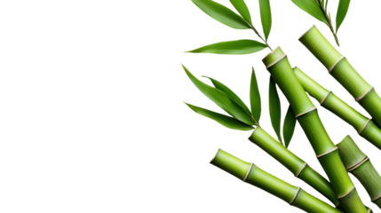 Green bamboo stalks and leaves creating a tranquil corner on transparent background
