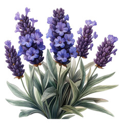 Watercolor Painting of Vibrant Lavender Flowers Blooming Purple Herbal Bouquet Botanical